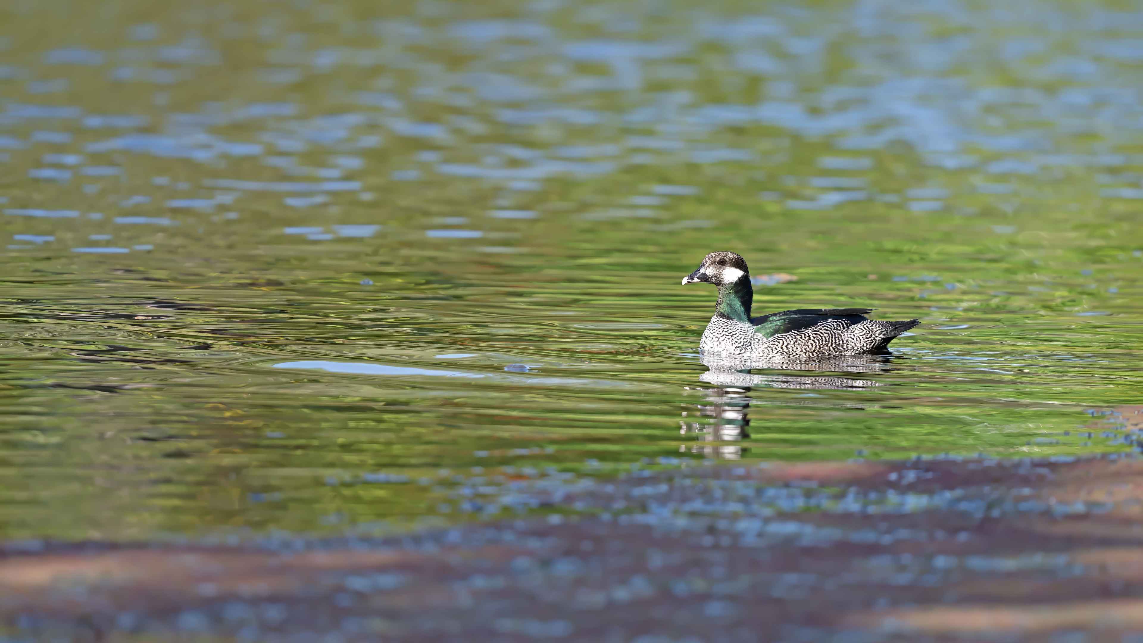 Green Pygmy-Goose